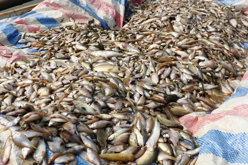 Những[-]ngày[-]gần[-]đây[-]tại[-]khu[-]vực[-]ven[-]biển[-]xã[-]Nghi[-]Sơn,[-]huyện[-]Tĩnh[-]Gia,[-]tỉnh[-]Thanh[-]Hóa[-]đã[-]xảy[-]ra[-]hiện[-]tượng[-]cá[-]chết[-]hàng[-]loạt.[-]